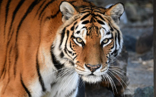 Tiger rocks wild ashbaugh shiba - a tiger free wallpaper