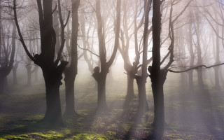 Foggy forest sunlight climbers magic - volumetric light free wallpaper