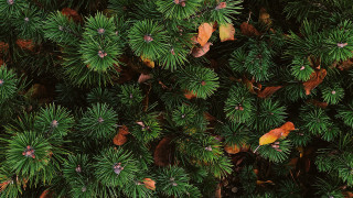 Tree leaves bird forest nature - a close up of a tree free wallpaper