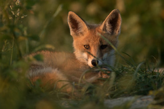 Sad fox in grass outdoors 2 - a fox free wallpaper