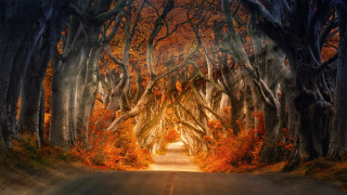 Tunnel of trees autumn leaves - the end of the tunnel free wallpaper