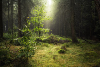 Forest light ray bush grass - free forest wallpaper