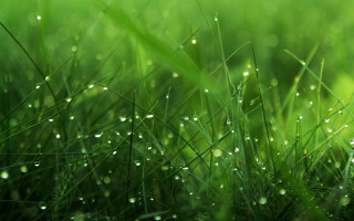 Grass water droplets macro nature 2 - a close up of grass free wallpaper
