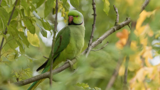 Green bird branch leaves beak - a green bird free wallpaper for desktop
