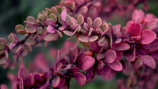 Purple flower leaves bokeh macro - f 8 aperture free wallpaper for desktop