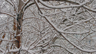 Snowy tree forest bird impressionist - snow next free wallpaper for desktop