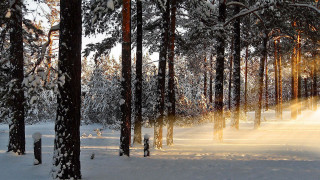 Snowy forest sunbeam trees cityscape - volumetric light free wallpaper
