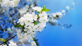 Branch white flowers green leaves 3 - claire dalby free wallpaper for desktop