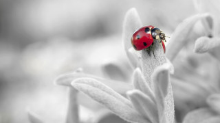 Ladybug flower macro blurry background - a blurry background of flowers free wallpaper