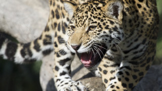 Leopard muzzle open sharp claws - sharp claw free wallpaper
