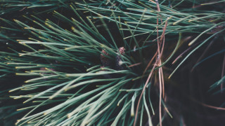 Pine tree pinecone forest bamboo - lot free wallpaper for desktop