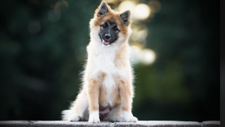 Dog ledge blurry background heroic - heroic free wallpaper