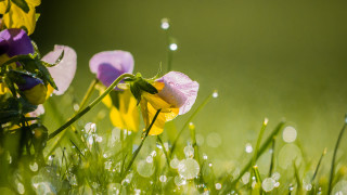 Flower field dew grass macro - dew free wallpaper