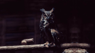 Owl branch dark room wood - a piece of wood free wallpaper