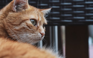 Cat sitting table blurry background - a cat free wallpaper