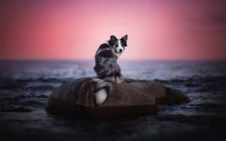 Dog rock water sunset pink 2 - free bikini wallpaper