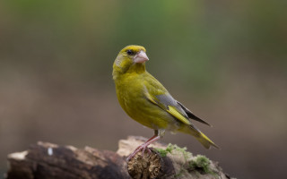 Yellow bird perched branch woods 2 - female free wallpaper