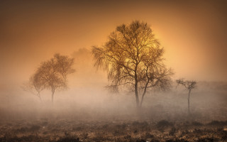 Foggy field trees bushes sunset - mist free wallpaper for desktop