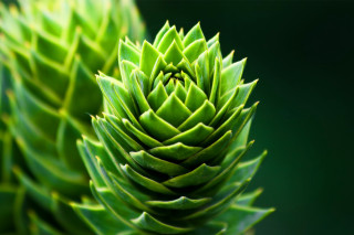 Bamboo leaf green plant blurry - a green plant free wallpaper for desktop