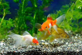 Goldfish aquarium gravel plants blurry - fish eye free wallpaper