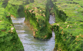 River moss rocks sheep nature - rock and grass free wallpaper