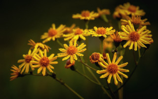 Yellow flower blurry macro sunset - a green background in the background free wallpaper