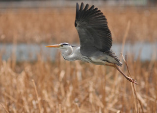 Bird eagle crow tiltshift water - free bird wallpaper for desktop