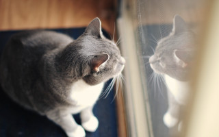 Cat mirror reflection portrait blurry - a portrait free wallpaper
