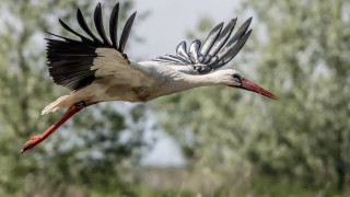 Large bird flying trees clouds - cloud and trees free wallpaper