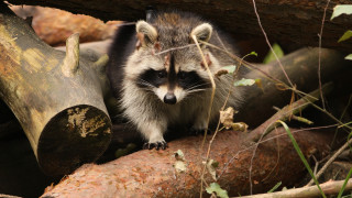 Raccoon branch woods fallen logs - a raccoon free wallpaper