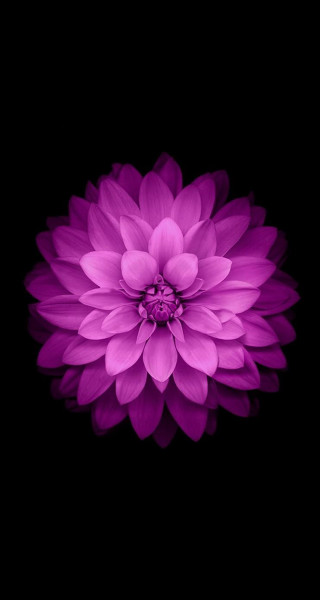Purple flower white center black - bourgeoi free wallpaper for mobile