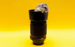 Hamster camera lens yellow background - a camera len free wallpaper