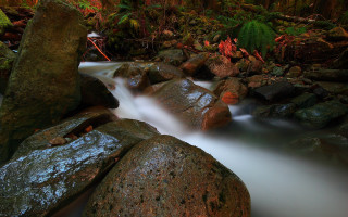 Stream water rocks forest fern - free forest wallpaper