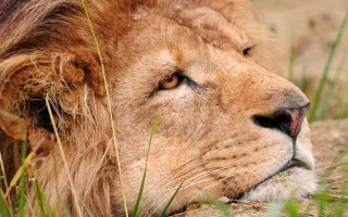Lion closeup grass nature photography - the side free wallpaper for desktop