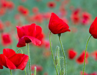 Red flowers green stems blurry - a green field in the background free wallpaper