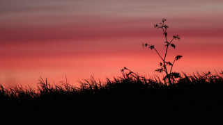 Silhouetted plant pink sky dusk - against free wallpaper for desktop