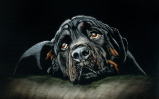 Dog brown eyes black background 2 - alison watt free wallpaper