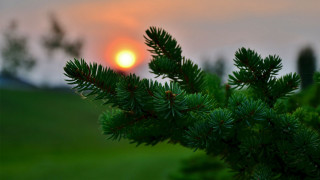 Pine sunset branch nature blurry - nature free wallpaper