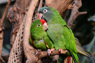 Green parrots biting beak artist - a branch together free wallpaper