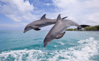 Dolphins jumping water shoreline trees 2 - two dolphin free wallpaper for desktop