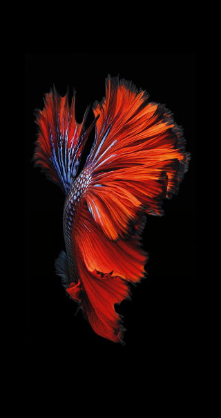 Red blue fish black background - fish free wallpaper for mobile
