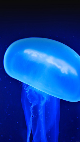 Blue jellyfish floating night dark 2 - free light wallpaper for mobile