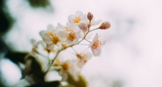 White daisy flower shallow depth 2 - elinor proby adams free wallpaper