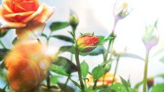 Water droplets roses bokeh tropical - water droplet free wallpaper