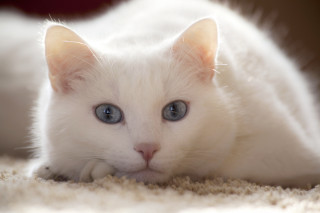 White kitten blue eyes curious 8 - curious free wallpaper
