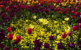 Flower field vivid colors purple - rich vivid color free wallpaper