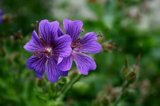 Purple flower green background macro 2 - a purple flower free wallpaper