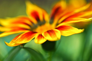 Flower blurry background macro orange 2 - a close up of a flower free wallpaper for desktop