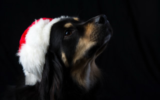 Dog santa hat looking up - a santa hat free wallpaper