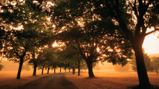 Dirt road trees sunset autumn - digital photography free wallpaper